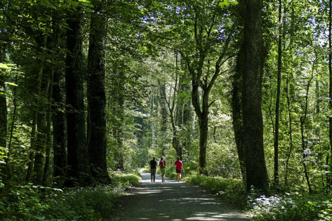 Durch den Auwald im Rheinholz