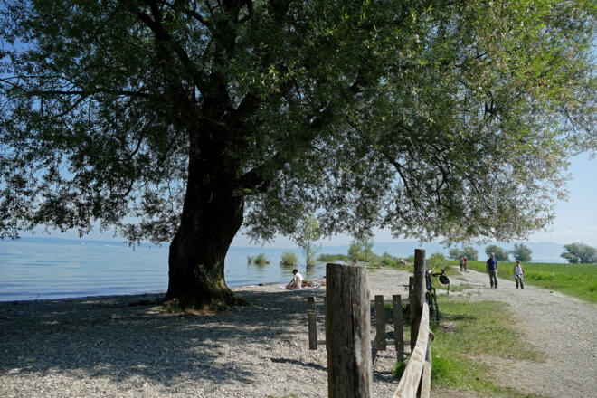 Strand am Rheinspitz