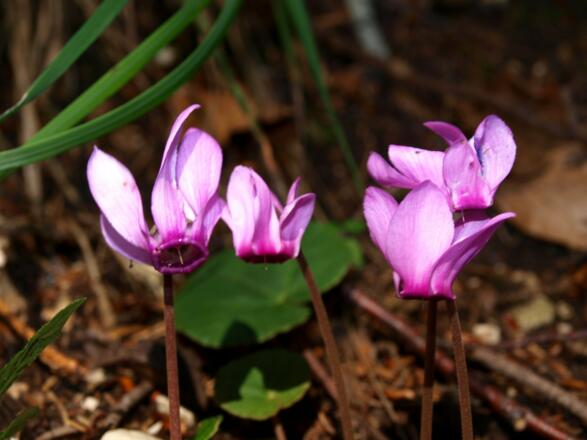 Alpenveilchen im Mischwald