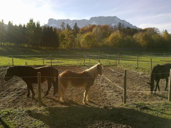 Pferde beim Wiesenhof