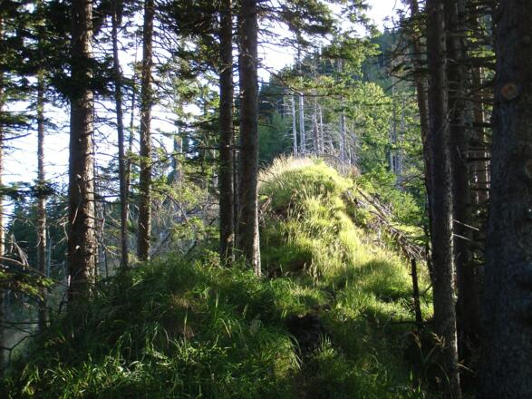 Am Verbindungsgrat Hochsalm-Windhagkogel