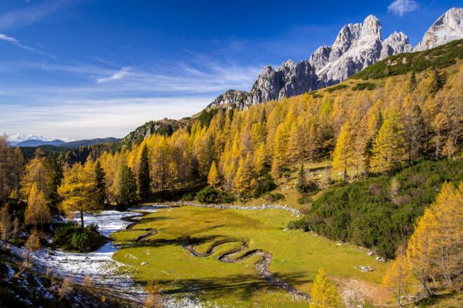 Wunderschönes Rinderfeld