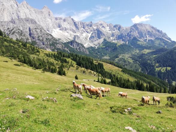 Blick vom Aussichtspunkt Nösslerriedel