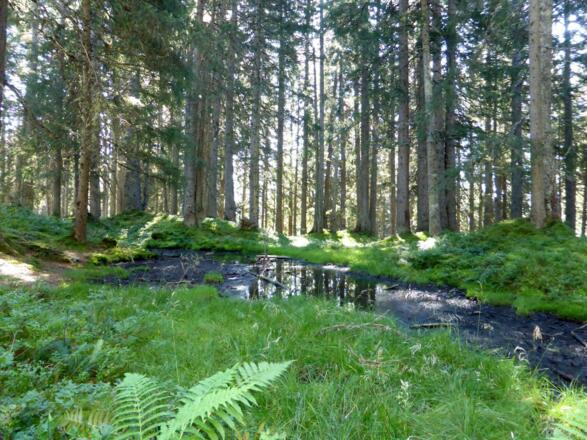 Tümpel und kleinere Seen