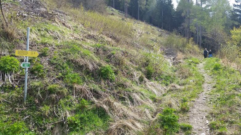 von Forststraße auf einen Steig