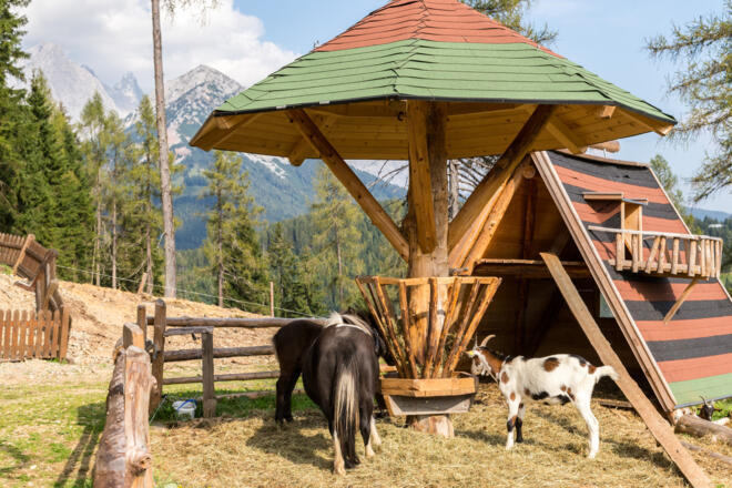 Unser Streichelzoo - Alm-Sauen inklusive