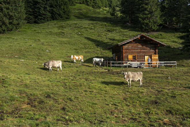 Alpe Röbi (c) Lucas Tiefenthaler / Vorarlberg Tourismus