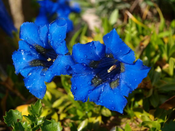 Enziane mit Morgentau