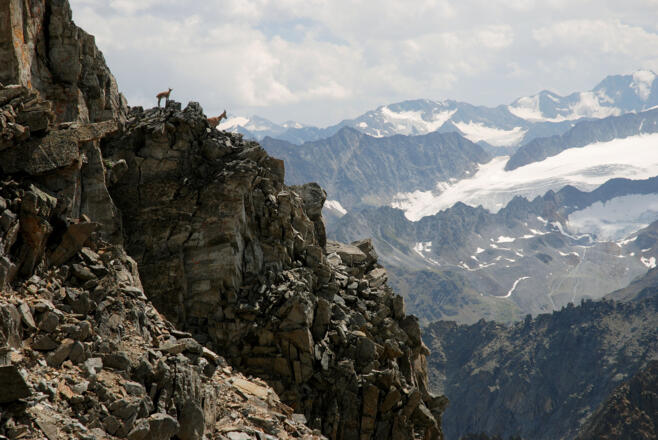 Steingeiß mit Kitz in den Felsfluchten am Westgrat