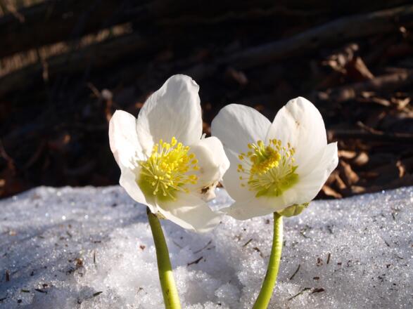 Schneerosen am Jagasteig