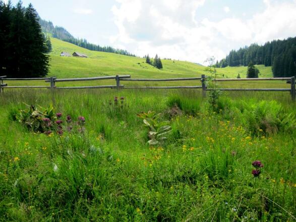 Ebenforstalm im Reichraminger Hintergebirge, Nationalpark Kalkalpen