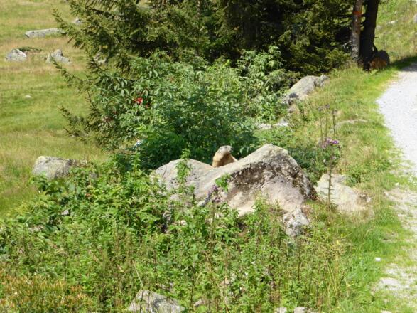 Murmeltier im hinteren Silbertal