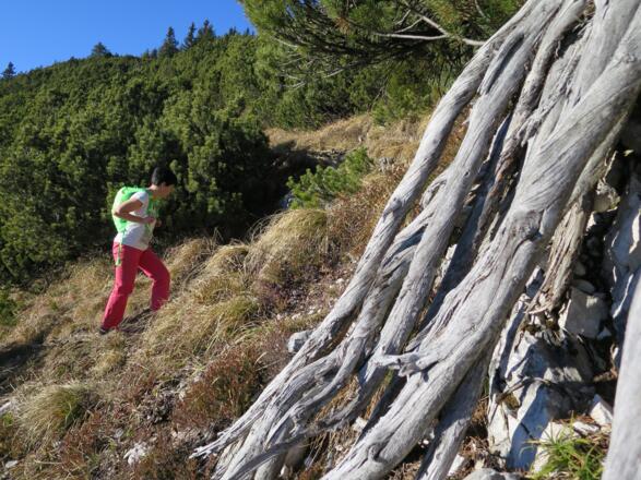 Südseite, Weg durch Latschen, sommerliche Hitze - bei der Zeitplanung sollten diese Faktoren berücksichtigt werden.