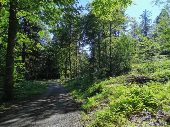 Weg auf den Hittisberg