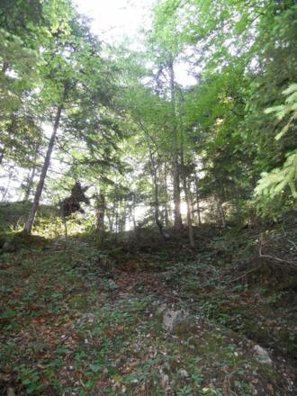 Nach der Forststraße führt der Weg durch den Wald.