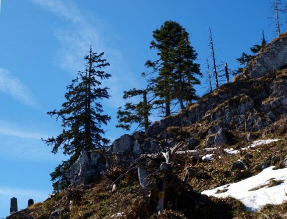Querung, Windwurf am Pfannstein Osthang