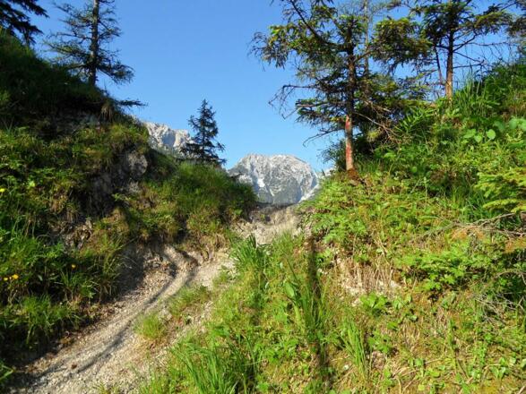 Der Weg führt den Wald in Serpentinen zum ersten Aussichtspunkt.