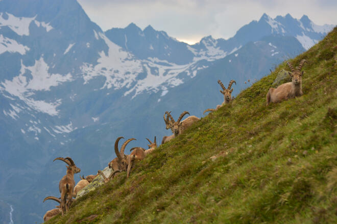 Steinböcke am Weg nach Gahwinden