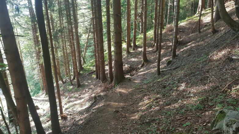Weg durch den Wald auf den Hittisberg