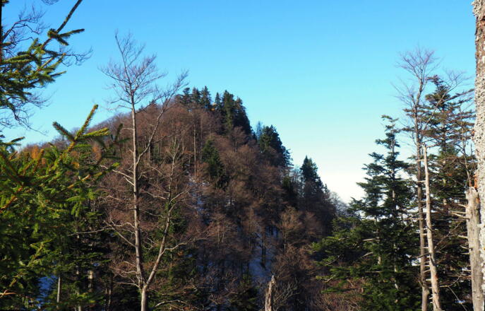 Hollerberg 1279m von Osten
