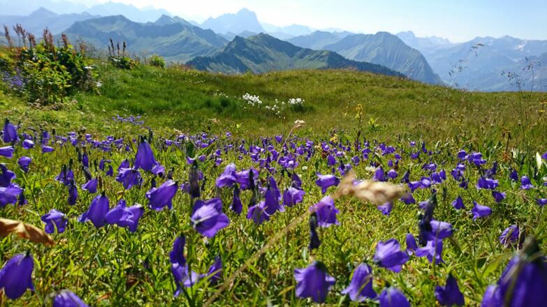 Blumenpracht am Diedamskopf