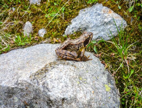 Ein Grasfrosch in 2300m Höhe