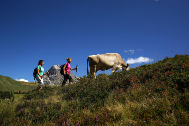 Wandern im Alpgebiet von Schröcken