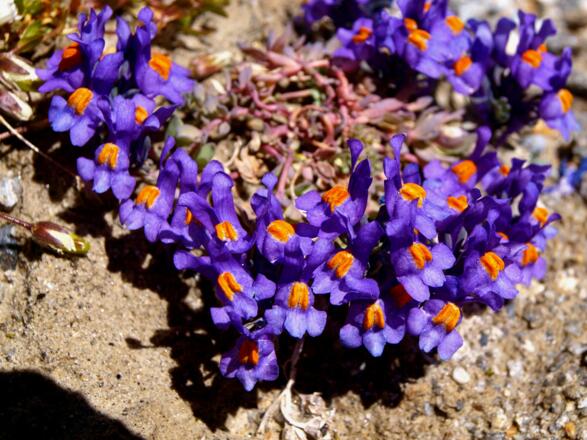 Leinkraut auf 3000 m