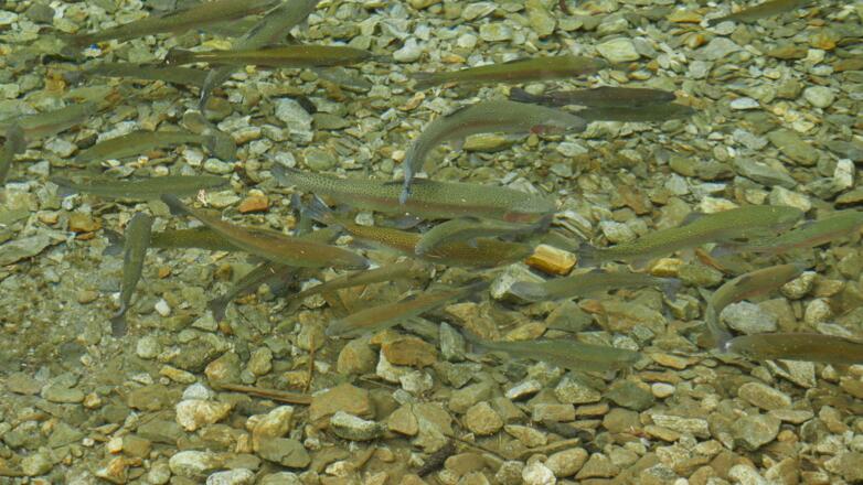 Forellen in einem Tümpel neben dem Waldweg
