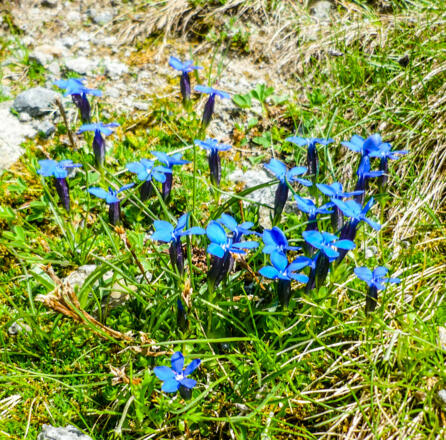 Enziane am Wegesrand