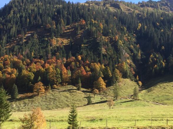 Am Waldrand Wanderweg zur Binsalm