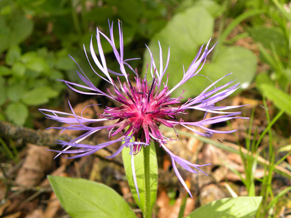 Berg-Flockenblume © MiE