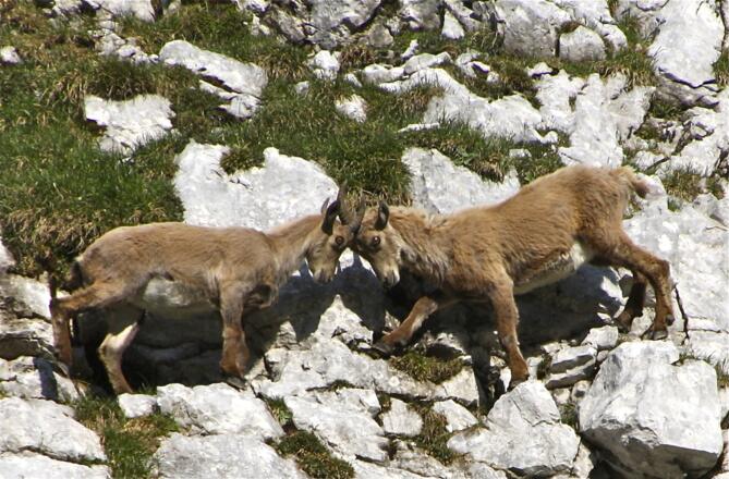 Steinböcke im Sonntagskar