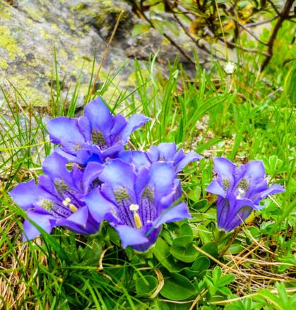 Glockenblumen am Wegesrand
