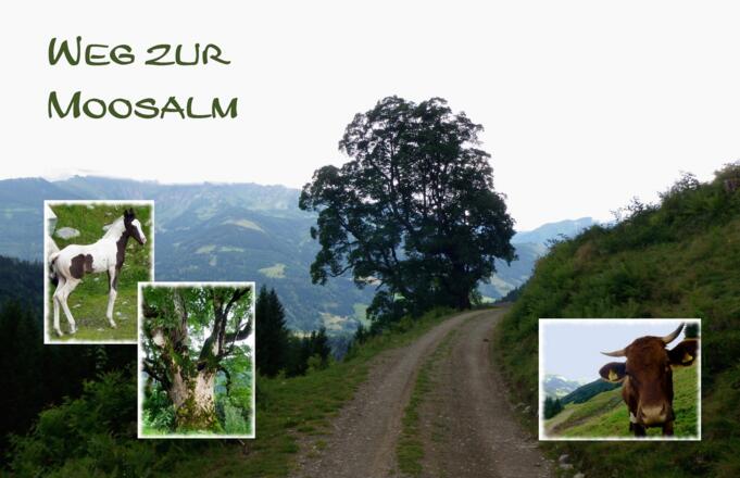Weg zur Moosalm - Forstweg