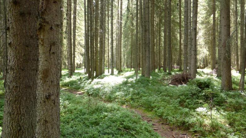 Waldweg hinter Maria Hilf