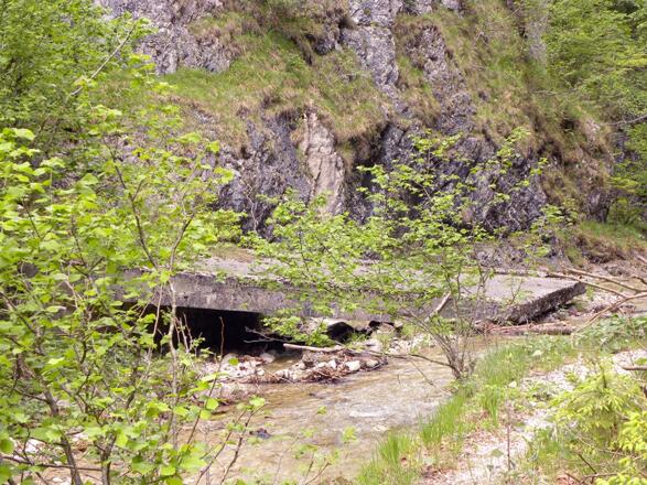 Natur erobert sich ihr Terrain zurück © MiE