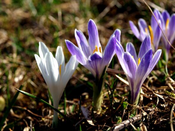 Krokuswiese am Startpunkt 750 m