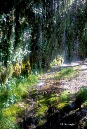 Rinnende Mauer, Naturdenkmal