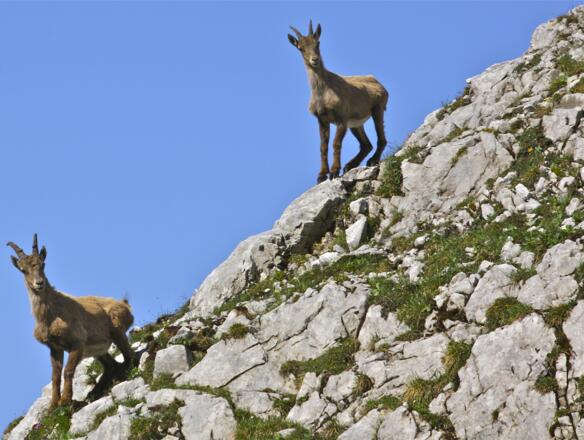 Steinböcke m Sonntagskar