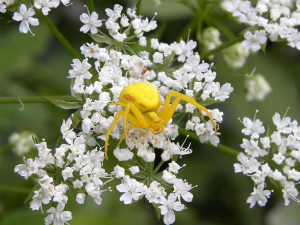 Krappenspinnen können ihre Farbe ändern © MiE