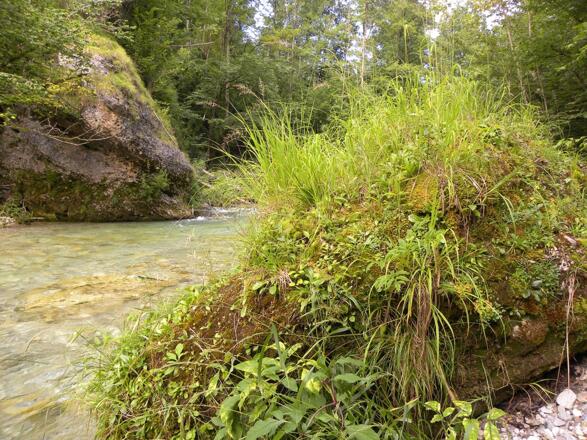 Feuchtes Kleinklima an der Steyrling sorgt für üppigen Bewuchs