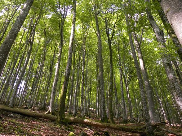 Licht- &amp; Schattenspiel im Buchenwald © MiE