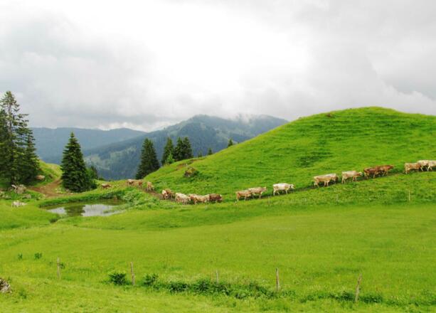 Auf der Alpe Hochleckach