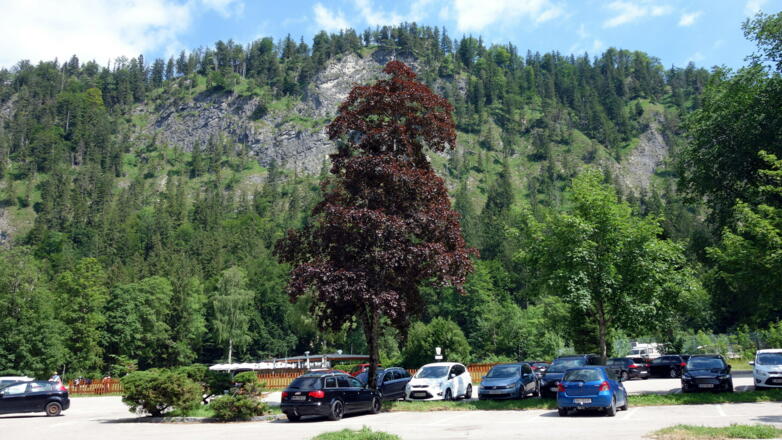 Parkplatz 664m am Vord. Langbathsee