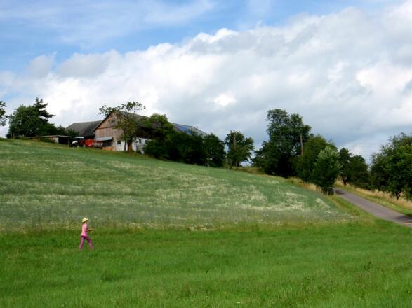Kornblumen- und Margaritenwiesen