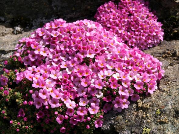 Gletschermannschild auf 3100 m