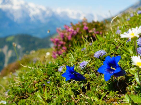 herrlich bunte Blütenpracht im Tennengebirge