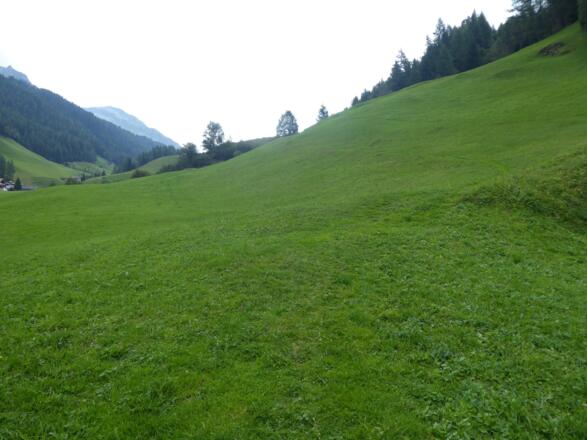 Wanderweg durch die Wiese