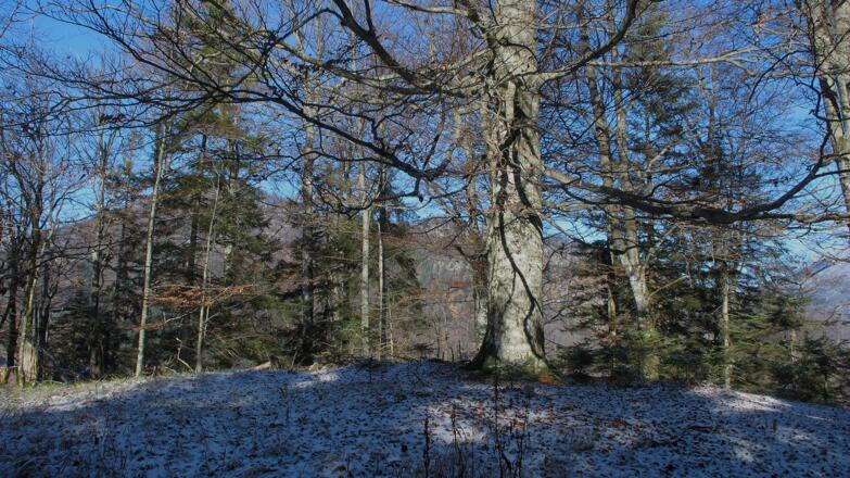 Im Gipfelbereich stehen mächtige und interessante Bäume